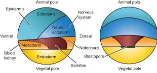 Presumptive Organ Formation Areas in Frogs and Separation of Three Essential Germ-Layers
