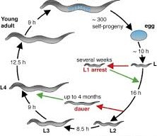 An Integrated Theory of Ageing in The Nematode Caenorhabditis Elegans