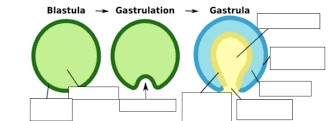 Blastulation in Amphioxus and Blastulation in Amphibians