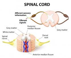 Structure and Function of Spinal Cord Detail About Dark Matter of The Spinal Cord and Spinal Roots