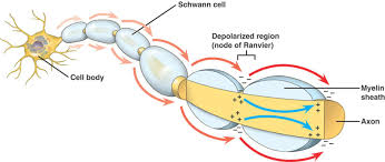 Neuronal Excitability and Nerve Conduction The Nerve Impulse Pathway