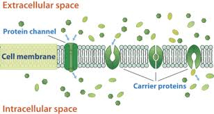 Molecular Mechanism OF Carrier Proteins Excitatory Amino Corrosive Carriers (EAATs) and Glucose Carrier
