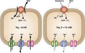 Learn All Points About Sodium Potassium Pump (Na+K+ATPase) and  Concept About Resting Membrane Potential With Details