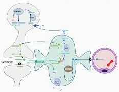 Synthesis –Storage –Release and Inactivation Mechanism and Functions of Neuro- Transmitters