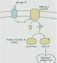 The Second-Messenger Pathways Initiated by G Protein-Coupled Receptors Share a Common Molecular Logic