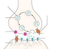 The Structure of The Neurotransmitter Graph of Transmission at Synthetic Neurotransmitters