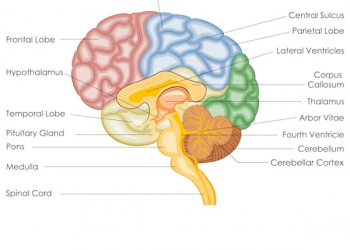 Brain Structure and Function Full Explanations of Central Nervous System
