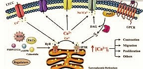 Calcium Signaling and Calmodulin Protein Structure Calcium Signaling and Comparability To Troponin C