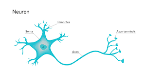 Structure and Function of Neuron and Their System With Complete Details