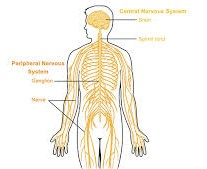 Everything You Need To Know About Structure And Function Of Peripheral Nervous System Spinal Nerves And Nerve Plexuses in Detail