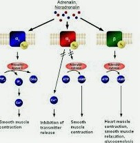 Explanation About Eight Types of Neuro-Transmitters Their Mechanism With Examples
