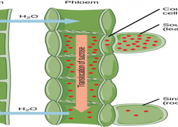 Water Dynamics In Plants