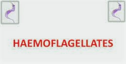 Classification, Life cycle, Pathogenesis, Diagnosis, Treatment and control of Flagellates and hemoflagellates