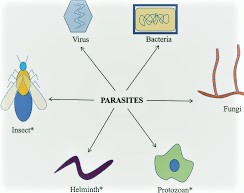 Classification of Parasites and Methods for Diagnosis of Parasitic Disease