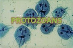 Protozoan and Amoebic parasites, lesions, diagnosis, pathogenesis, Treatments and control