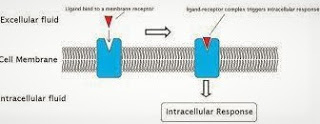 Receptor A General Introduction with Diagrams Function and Classification of Receptor