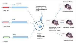 Animal Biotechnology and Use of Biotechnology Techniques