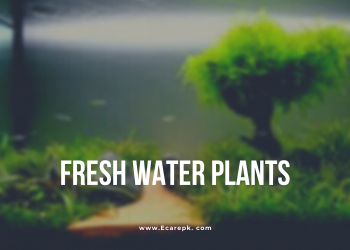 Interesting Facts About Plants Present in Water and Information About Still Fresh Water Plants