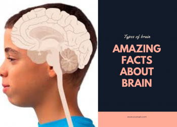 Some Amazing Facts About Human Brain and Their Interesting Things You Must Know