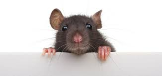 10 Amazing and Interesting Facts About Rats// Rodents You Must Have Knowledge About These Facts