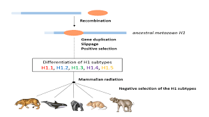 Amazing and Informative Facts about Mammals Ancestors History