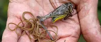 An Introduction to Parasitology and Overview of Parasitology with Examples