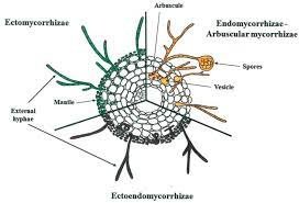 Benefits of Arbuscular Mycorrhizal Association