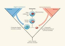 Cell Evolution Detail about Cell Evolution How to Cell Develop in to Cell Organelles