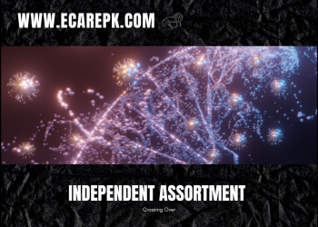 Detail About Crossing Over and Independent Assortment // How Independent Assortment Work