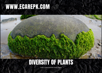 Detail About Diversity of Plant Species // Lotic Communities & Algae