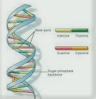 Detail About DNA Structure and DNA Replication Full Explained