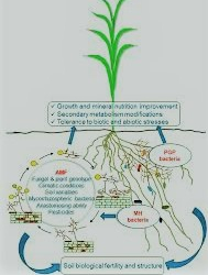 Development of Arbuscular Mycorrhizal Association in Plant Root
