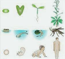 Developmental Biology Introduction Objectives and Key Points
