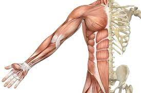 How Muscles Control Our Body Movements // Support of Body Organs