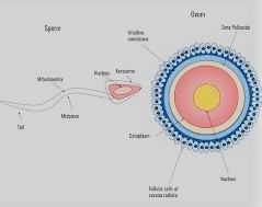 Human Reproduction and Fertilization Process in Detail