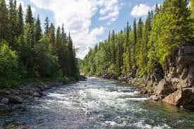 Interesting’s Facts About Fresh Water Communities and Lentic Water