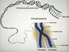 Mutations Process in Chromosomes and Ordinary Chromosome before Change