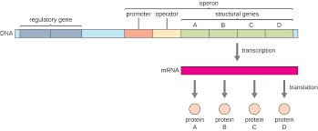 Operon Hypothesis – Enzyme Induction and The chemical protein separates the lactose into glucose and galactose.