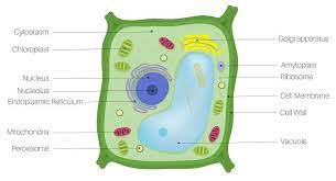 Plant Cell and Animal Cell Detailed Differences between Plant and Animal Cell