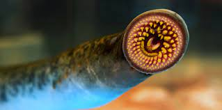 Primitive Animals Classification , Worms, Earth Worms, Echinoderms ,and Mollusca