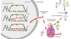 Protein Synthesis and Genetic Information of Protein Synthesis