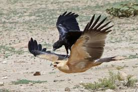 Some Amazing Facts About Crows That’ll Have You Caw-ing For More