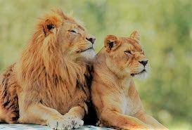 Some Interesting and Funniest Facts about Lions // How to Spend their Life in Forest
