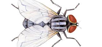 Some Undoubted Facts About House Fly and their Life Span