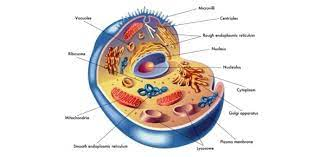 The Human Cell Structure The Fluid Mosaic Model: film structure
