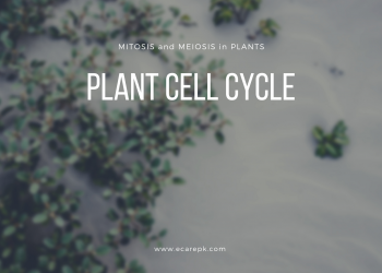 The Process of Mitosis and Meiosis in Plant Cell // Cell Cycle in Plants