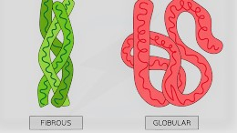 Types of Protein and Role of DNA in Protein Synthesis