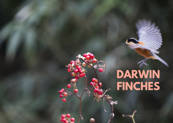 What is Adaptive Radiations and Darwin’s Finches // The Marsupials