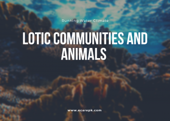 Animals and Their Lotic Communities // Running Water Climate Offer