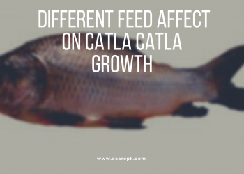Comparison of Different Commercial Feed on Growth and Carcass Quality of Catla Catla